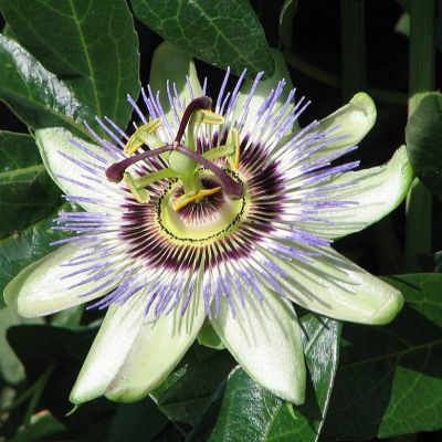 Graines Passiflora Edulis (Passiflore Mauve, Grenadille)