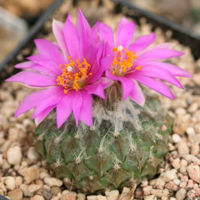 graines Pelecyphora Strobiliformis