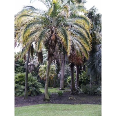 Phoenix Rupicola Seeds (Cliff Date Palm Seeds)