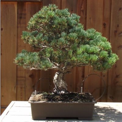 Graines Pinus Parviflora (Graines Pin Blanc du Japon)