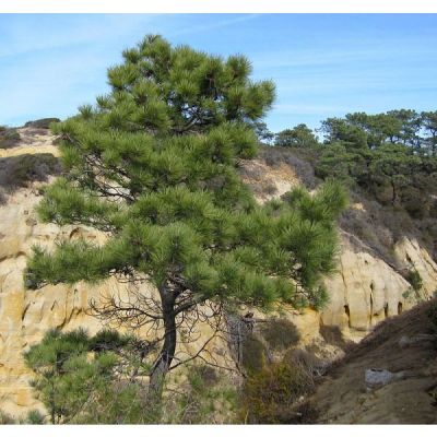 Graines Pin de Torrey (Pinus torreyana)