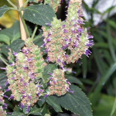 Graines Pogostemon Cablin (Graines Patchouli)