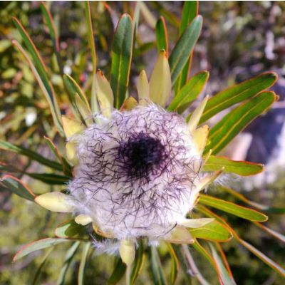 Graines Protea Longifolia (Protea aux Longues Feuilles)