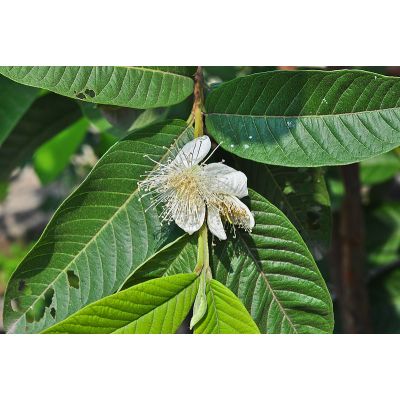Graines Goyavier (Psidium Guajava)