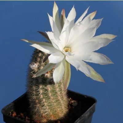 Graines Pygmaeocereus Bylesianus