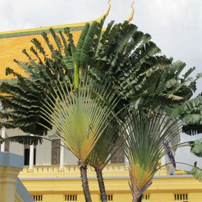 Graines Ravenala Madagascariensis (Graines Arbre du Voyageur)