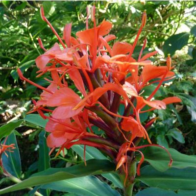 Graines Gingembre Rouge (Hedychium Rubrum)