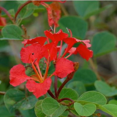 Bauhinia Galpinii Seeds (Red Orchid Tree Seeds)