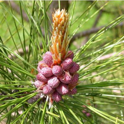 Graines Pin rouge (Pinus resinosa)