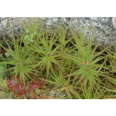 Graines Roridula Gorgonias