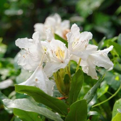 Graines Rhododendron Maximum