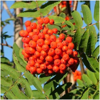 Graines Sorbier Des Oiseleurs (Sorbus aucuparia)