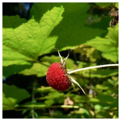 Graines Rubus Parviflorus (Ronce à Petites Fleurs)