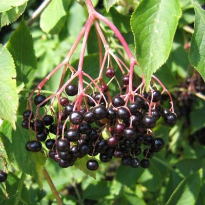 Graines Sambucus Nigra (Graines Grand Sureau, Sureau noir)