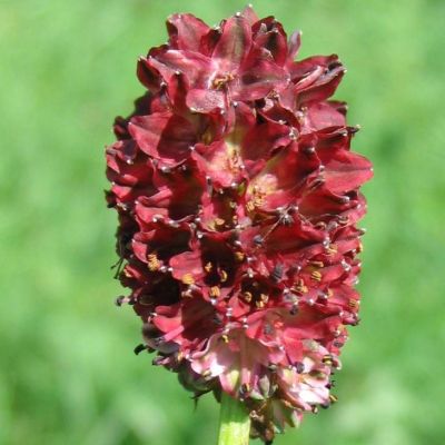 Graines Grande Pimprenelle (Sanguisorba officinalis)