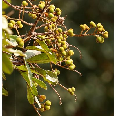 Graines Sapindus Detergens