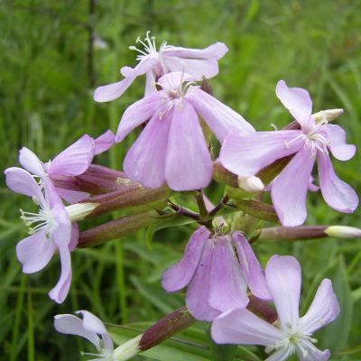 Graines Saponaire Officinale (Saponaria officinalis)