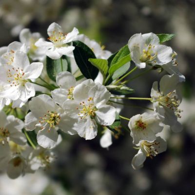 Graines Pommier de Sargent (Malus sargentii)