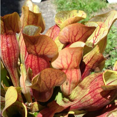 Graines Sarracenia Purpurea