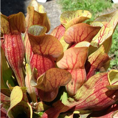 Graines Sarracenia (En Mélange)