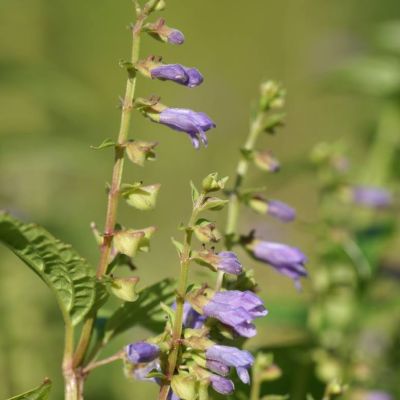 Graines Scutellaire (Scutellaria lateriflora) *BIOLOGIQUE*