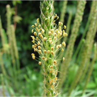 Graines Plantain Maritime (Plantago maritima)