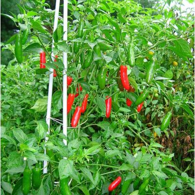 Graines Piment Serrano