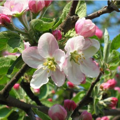 Graines Malus Sieversii