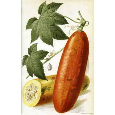 Graines Sicana Odorifera (Graines Cassabanana)