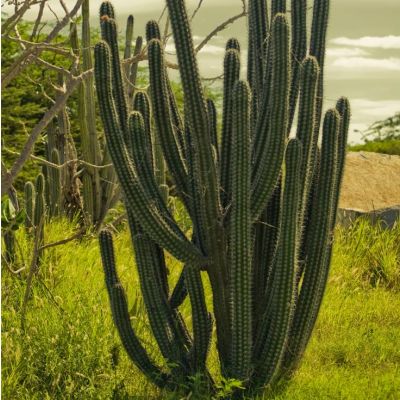 Graines Stenocereus Griseus