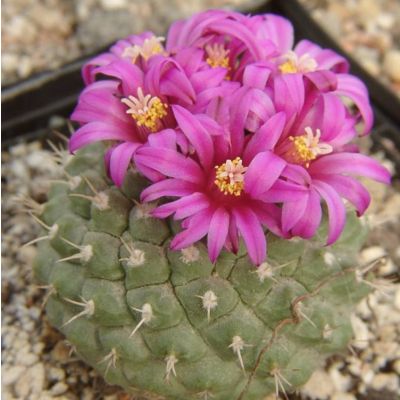 Graines Strombocactus Pulcherrimus