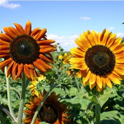 Graines Helianthus Beauté d'Automne (Graines Plante Tournesol, Grand Soleil) (En Mélange)