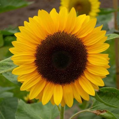 Graines Helianthus Annuus (Graines Tournesol, Grand Soleil, Hélianthe Annuel)
