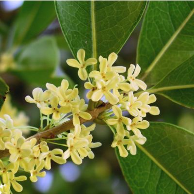 Graines Olivier Odorant (Osmanthus fragrans)
