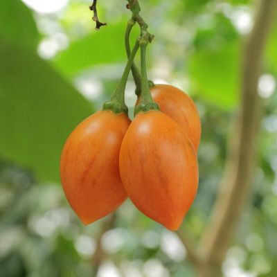 Tamarillo Seeds (Solanum betaceum)
