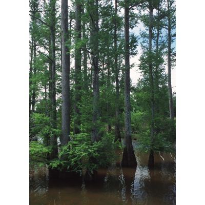Graines Taxodium Distichum (Graines Cyprès Chauve)