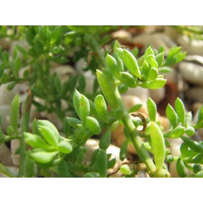Graines Threlkeldia Diffusa (Graines Coast Bonefruit, Graines Wallaby Saltbush)