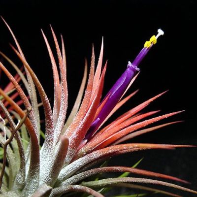 Graines Tillandsia Ionantha (Graines Bromeliacée)