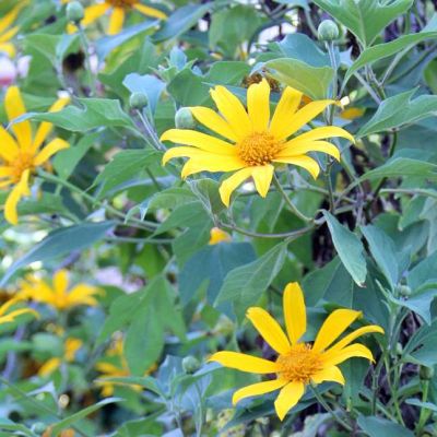 Graines Tithonia Diversifolia (Graines Tournesol Mexicain)