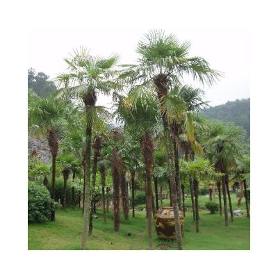 Graines Trachycarpus Fortunei (Graines Palmier Chanvre)