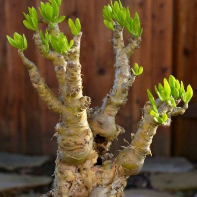 Graines Tylecodon Paniculatus (L'Arbre Beurre)