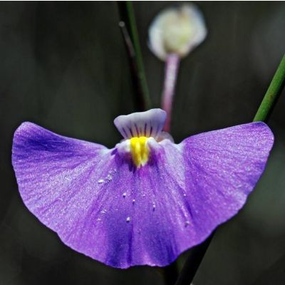 Graines Utricularia Volubilis
