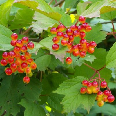 Graines Viorne Obier (Viburnum opulus)