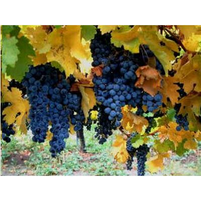 Vitis Vinifera Seeds (Common Grape Vine Seeds)