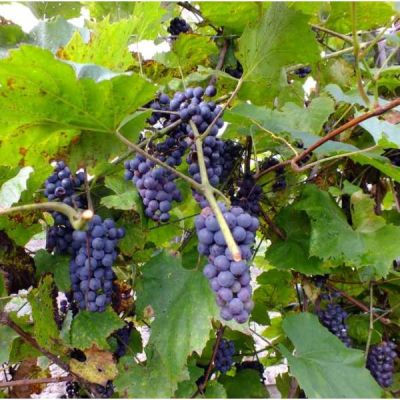 Graines Vitis Amurensis (Graines Vigne de l'Amour)