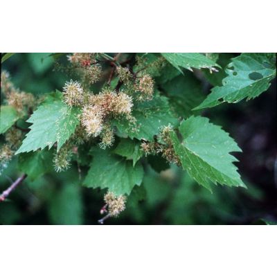 Graines Vitis Riparia (Graines Raisin Sauvage, Vigne des Rivages)