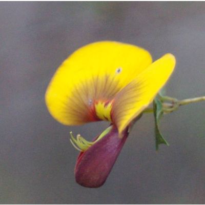 Graines Bossiaea aquifolium