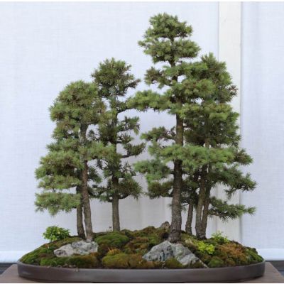 Graines Épinette blanche (Picea Glauca)