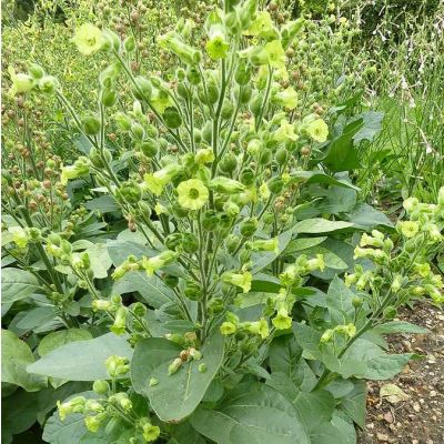 Graines Tabac (Nicotiana rustica)
