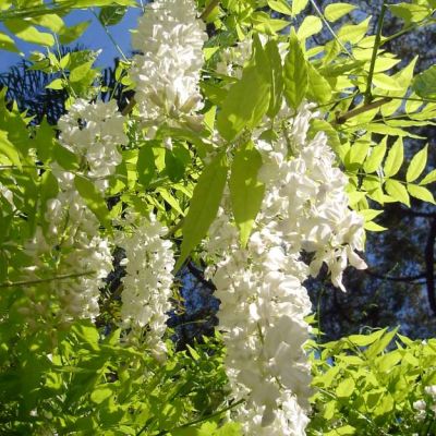 Graines Wisteria Sinensis Alba (Graines Glycine de Chine Blanc)